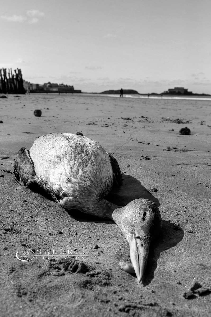 Le Dernier voyage - saint malo 