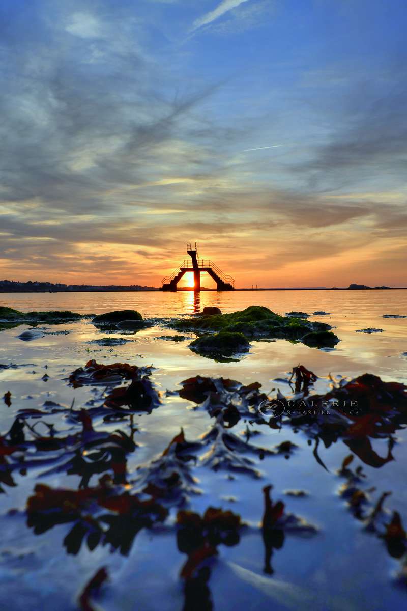 Algues bretonnes - Saint Malo  - Photographie Photographies par thématiques Galerie Sébastien Luce