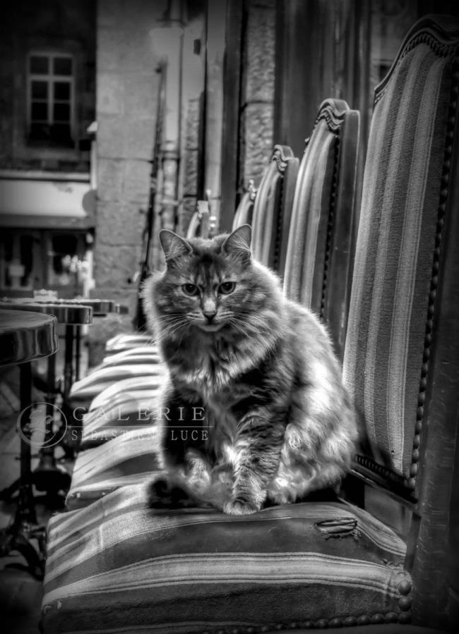 Aristochat - Photographie Photographies par thématiques Galerie Sébastien Luce