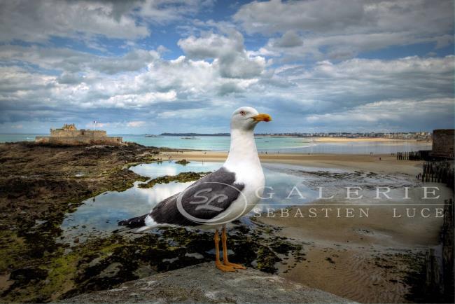 le Goeland prend la pose - Photographie Photographies d'art en édition limitée Galerie Sébastien Luce