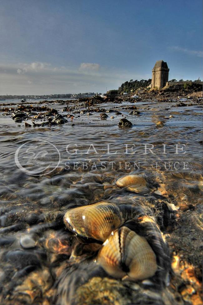 coquillages et crustacés - Photographie Photographies d'art en édition limitée Galerie Sébastien Luce