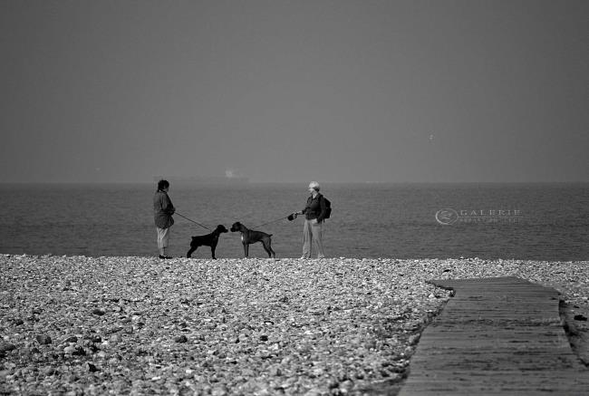 une vie de chien - Le Havre - Photographie Photographies par thématiques Galerie Sébastien Luce