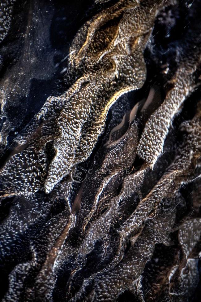 Profondeur Marine - Photographie Photographies d'art en édition limitée Galerie Sébastien Luce