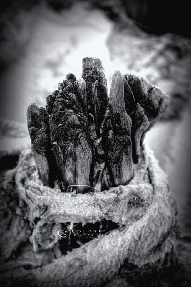 bouquet - saint malo - Photographie Photographies d'art en édition limitée Galerie Sébastien Luce