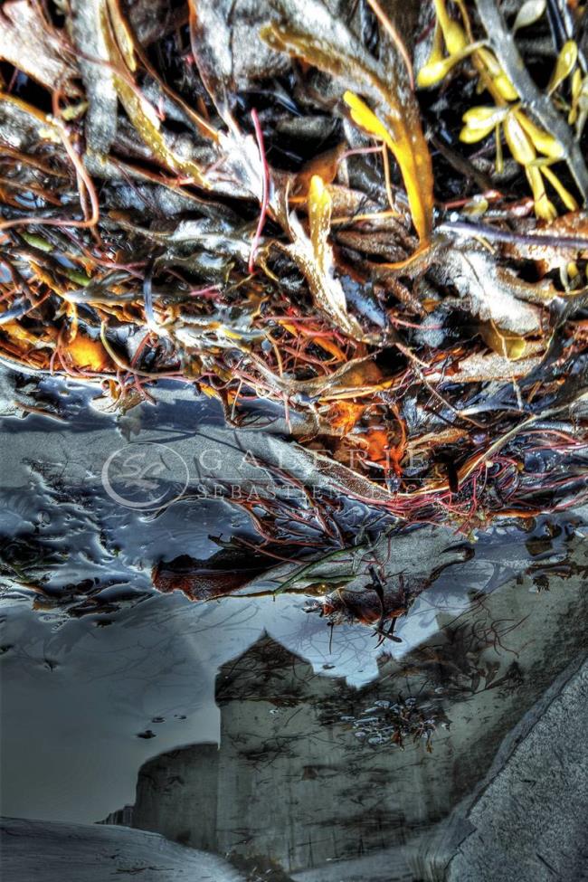 Univers Marin - Photographie Photographies d'art en édition limitée Galerie Sébastien Luce