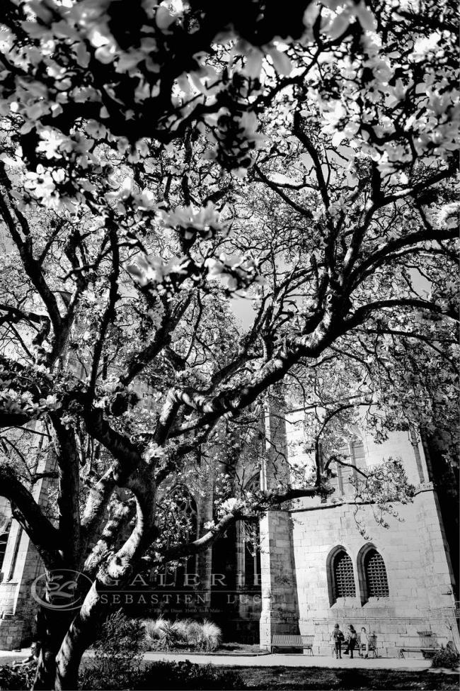 Arbres à fleurs - Dinan - Photographie Photographies d'art en édition limitée Galerie Sébastien Luce