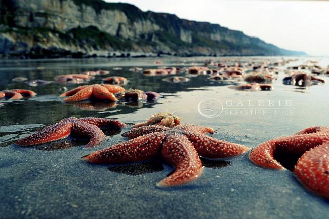 Sol Etoilé - Photographie Photographies d'art en édition limitée Galerie Sébastien Luce