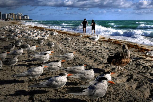 caspiens royaux de sternes  Miami la Floride - Photographie Photographies par thématiques Galerie Sébastien Luce