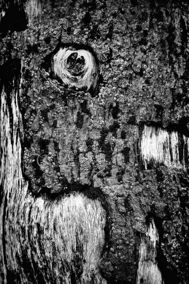 Le Cri - Saint Malo  - Photographie Photographies d'art en édition limitée Galerie Sébastien Luce