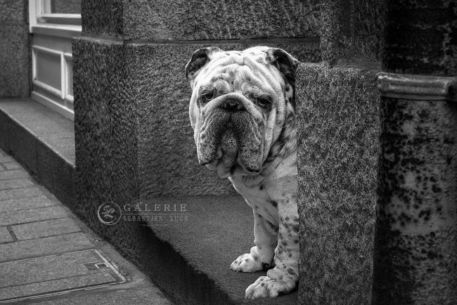 Bulldog Anglais - St Malo  - Photographie Photographies d'art en édition limitée Galerie Sébastien Luce