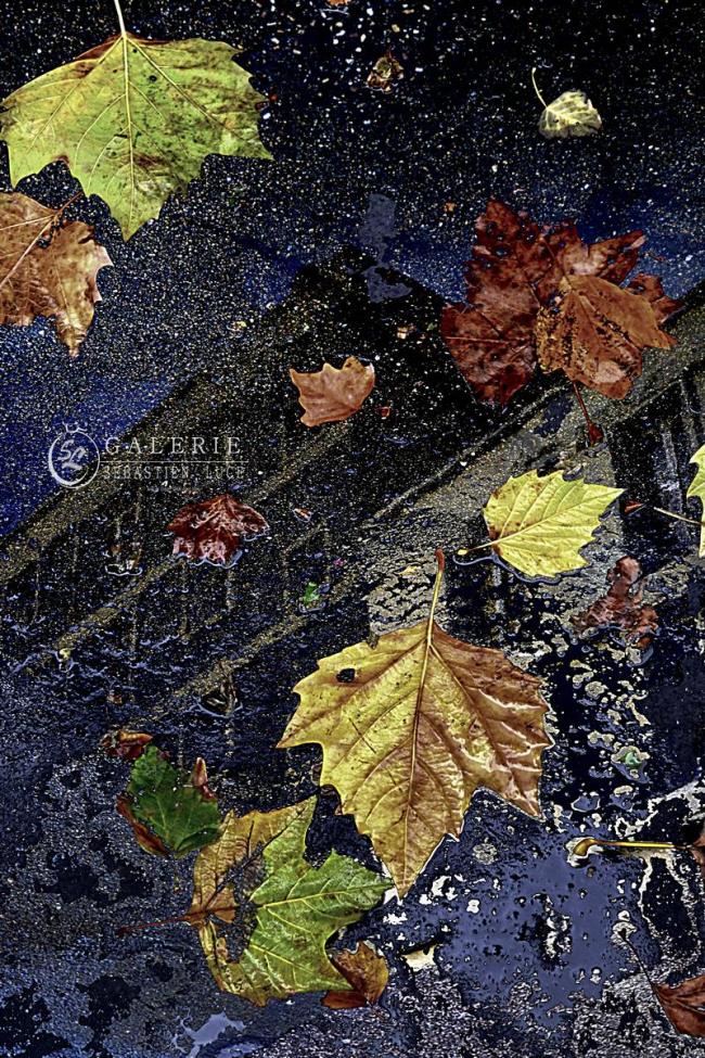 Automne    - Photographie Photographies d'art en édition limitée Galerie Sébastien Luce