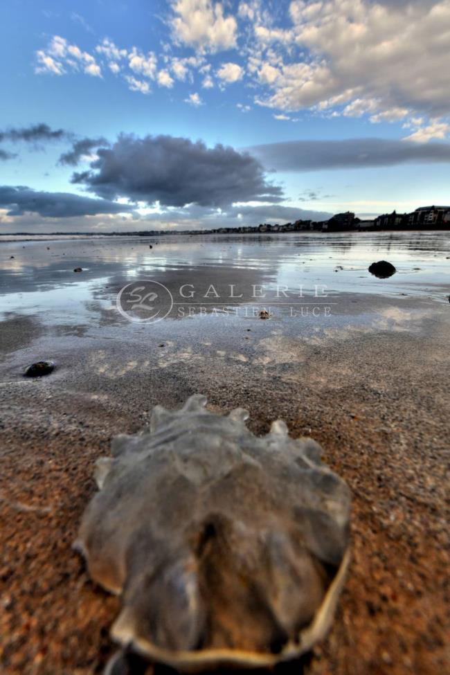 Cristal Marin - St Malo  - Photographie Photographies d'art en édition limitée Galerie Sébastien Luce