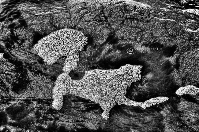 Chien du guet - Photographie Photographies d'art en édition limitée Galerie Sébastien Luce