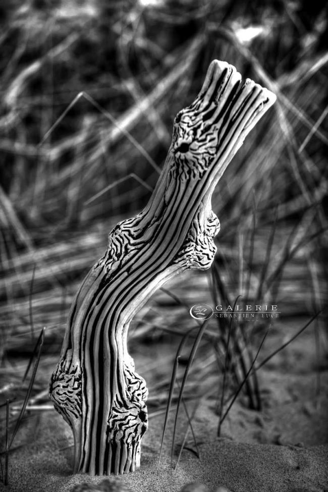 L´art et la nature - saint malo - Photographie Photographies d'art en édition limitée Galerie Sébastien Luce