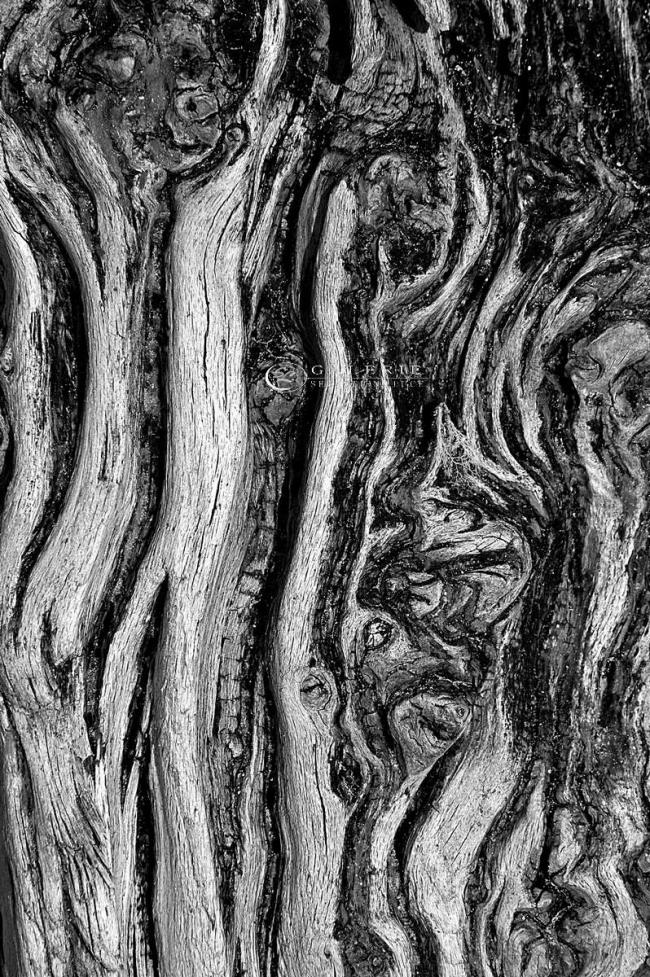 veines marine - st malo - Photographie Photographies d'art en édition limitée Galerie Sébastien Luce