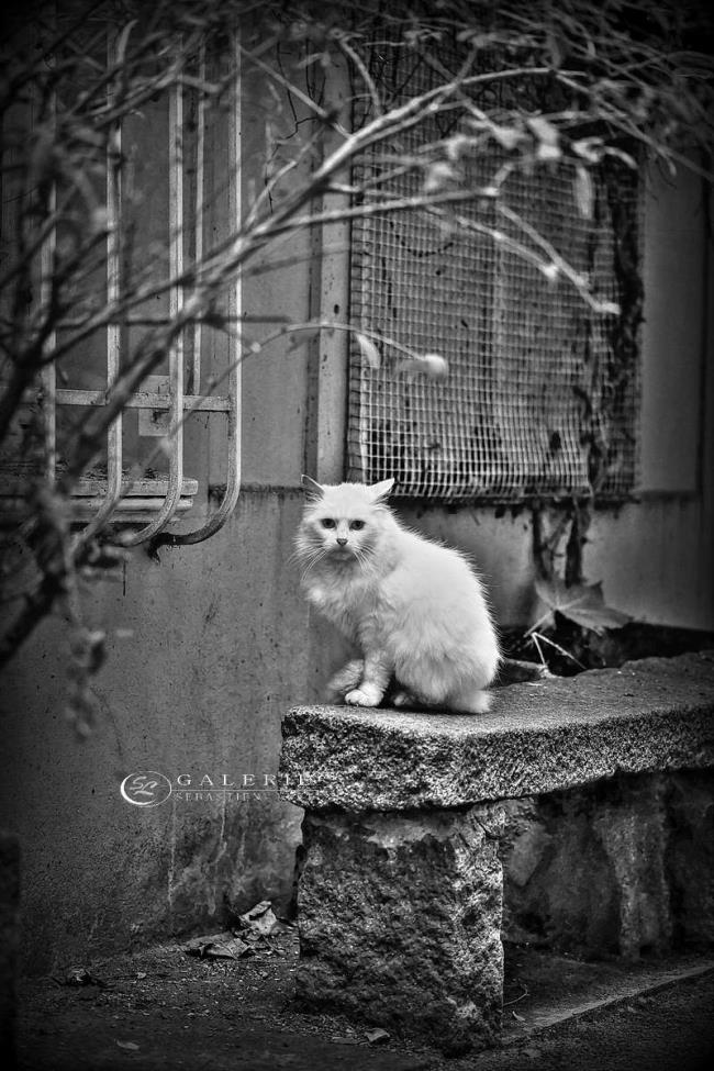 aristochat malouin - Photographie Photographies par thématiques Galerie Sébastien Luce