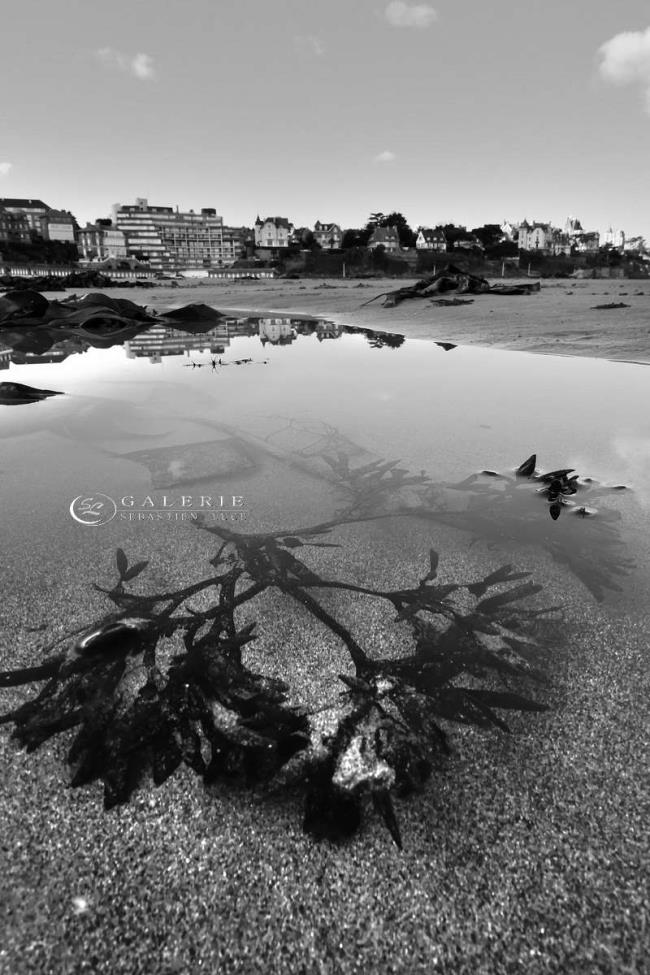 organique - Bretagne - Photographie Photographies d'art en édition limitée Galerie Sébastien Luce