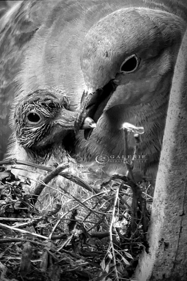 Clouer le bec - Saint Malo  - Photographie Photographies d'art en édition limitée Galerie Sébastien Luce