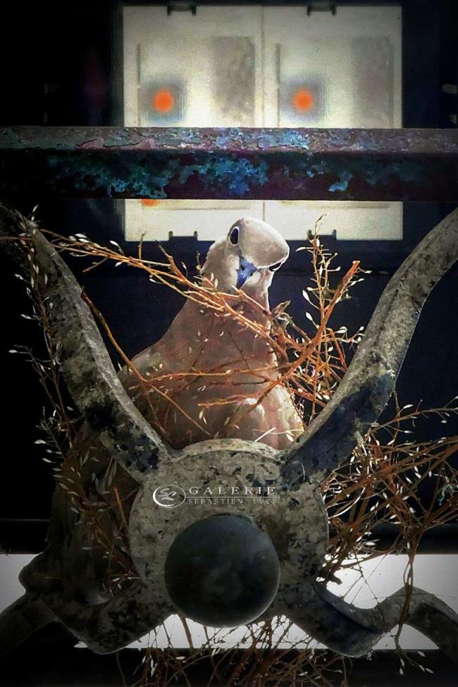 Toureterelle  - Photographie Photographies d'art en édition limitée Galerie Sébastien Luce