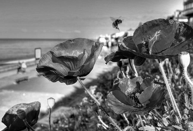 De fleur en fleur - Photographie Photographies d'art en édition limitée Galerie Sébastien Luce