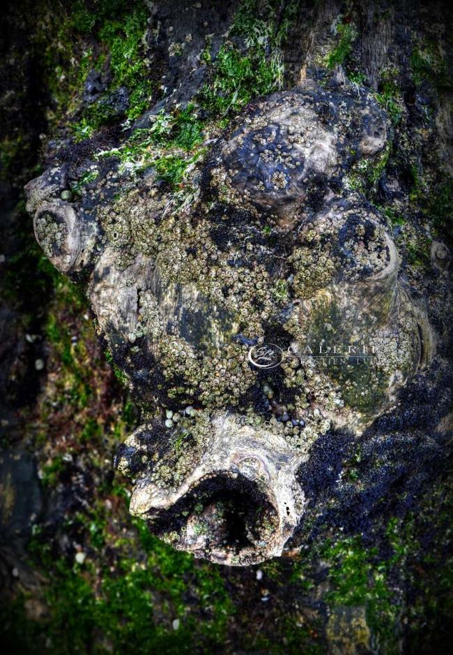 naissance - Brise-lames  - Photographie Photographies d'art en édition limitée Galerie Sébastien Luce