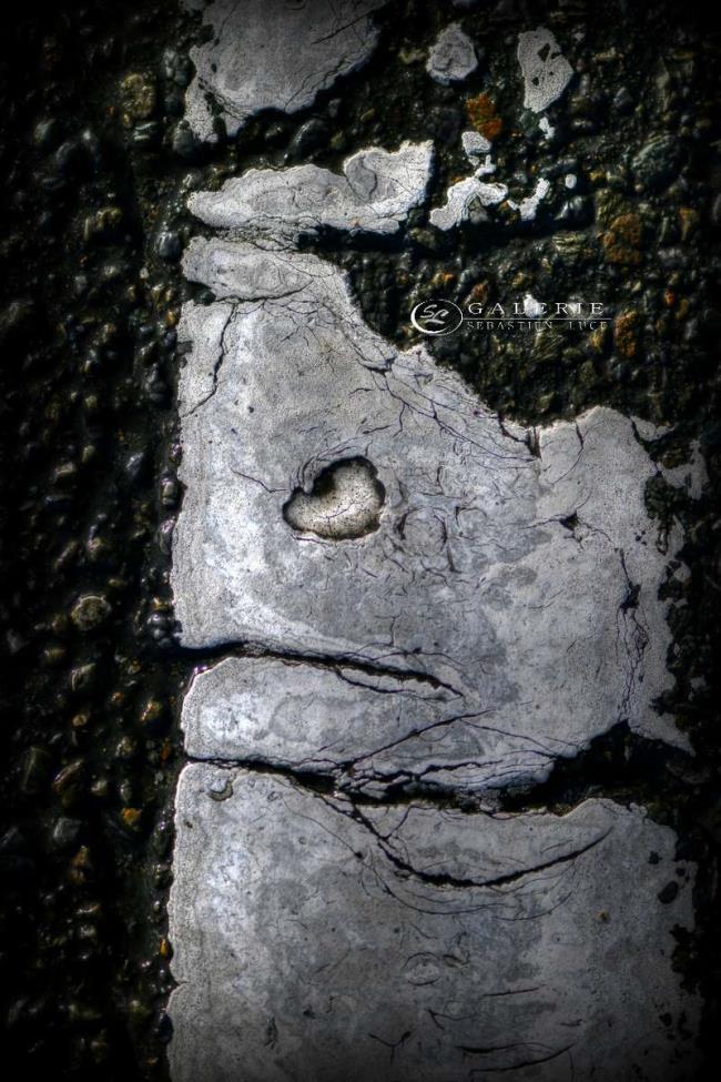 Aiglon de bretagne  - Photographie Photographies d'art en édition limitée Galerie Sébastien Luce